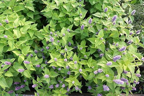 Agastache foeniculum
