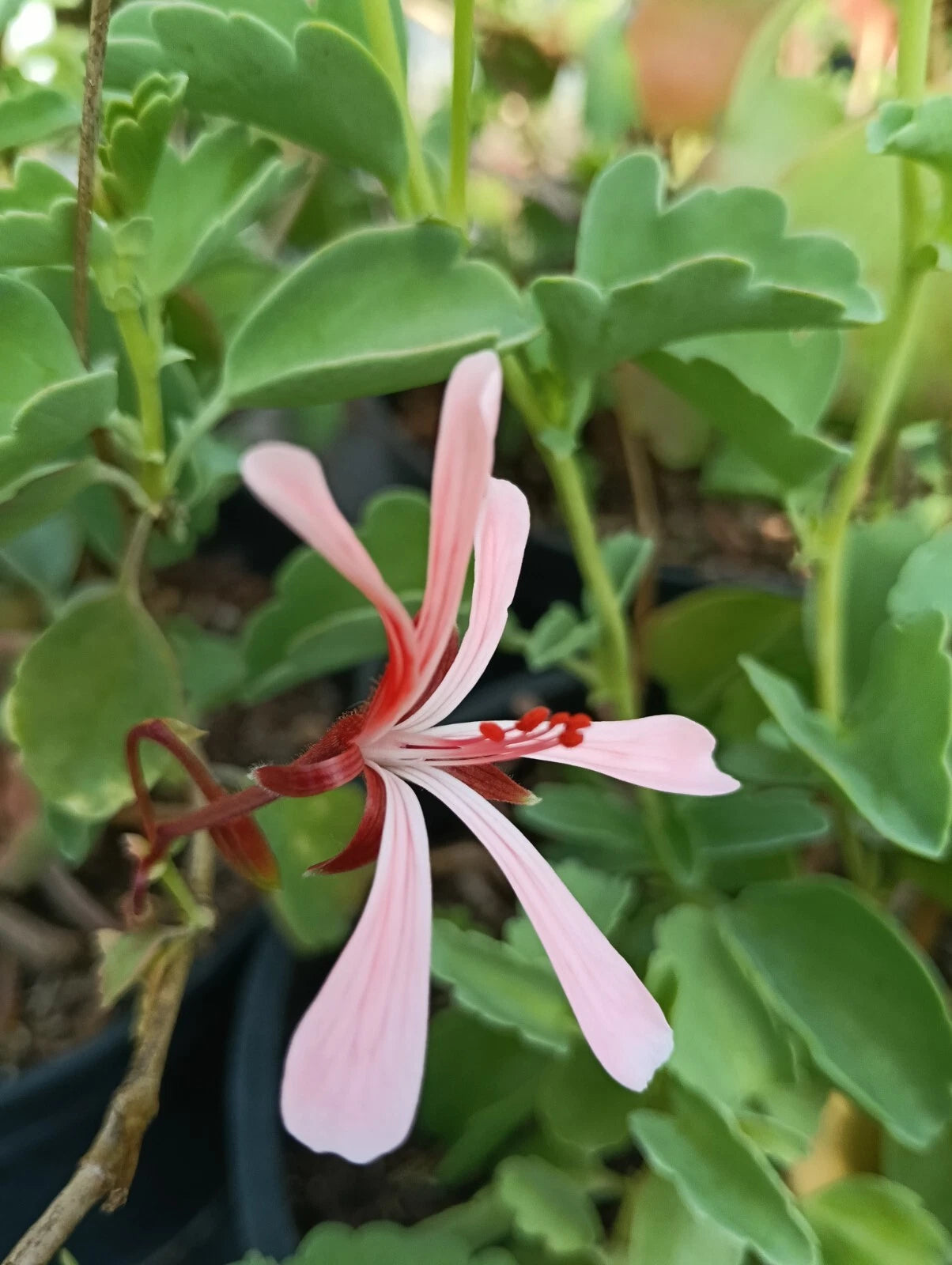 Pelargonium ‘Acetosum’ (9cm 3 Pack)