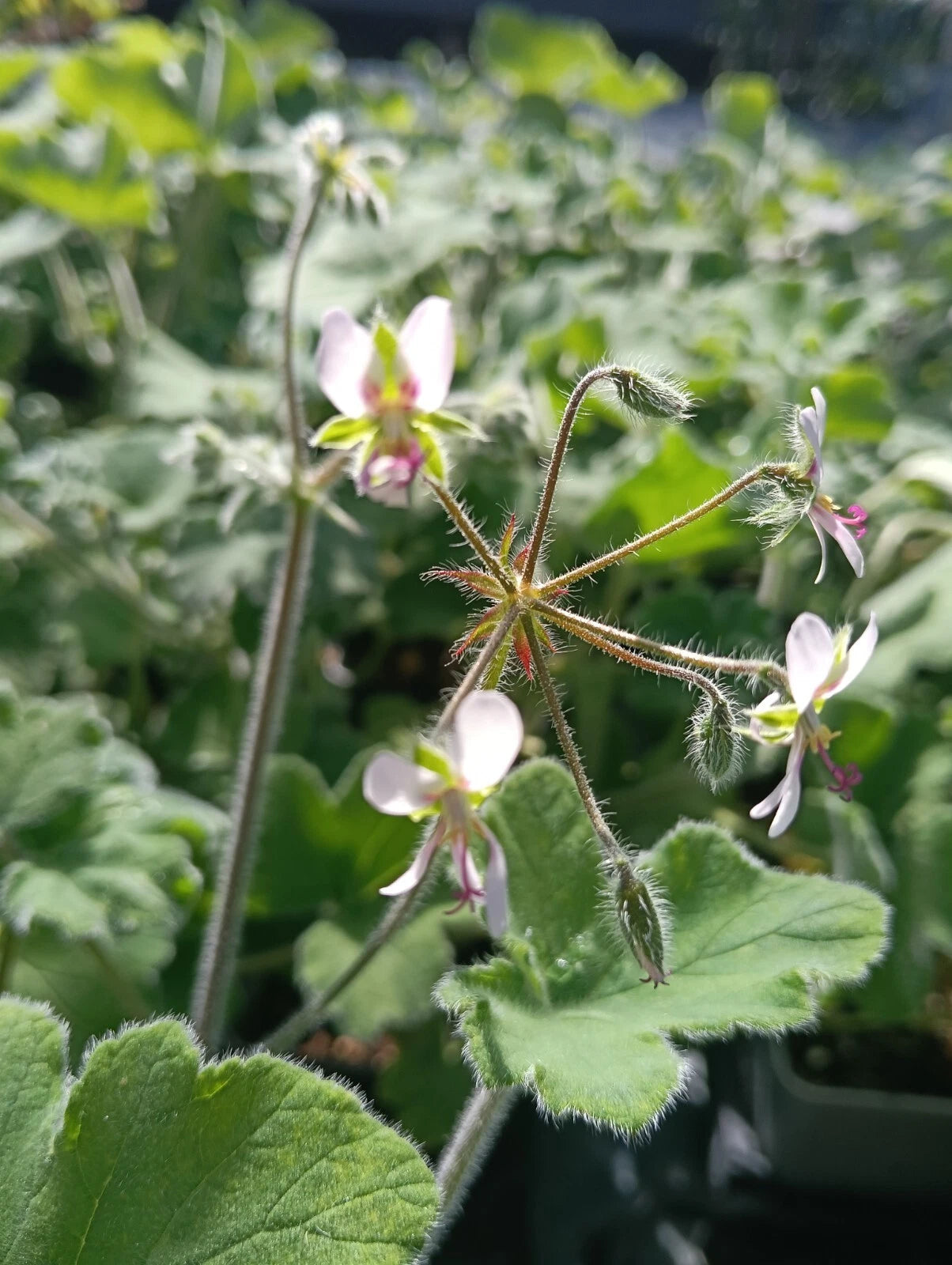 Pelargonium ‘Tomentosum’ (3 Pack)