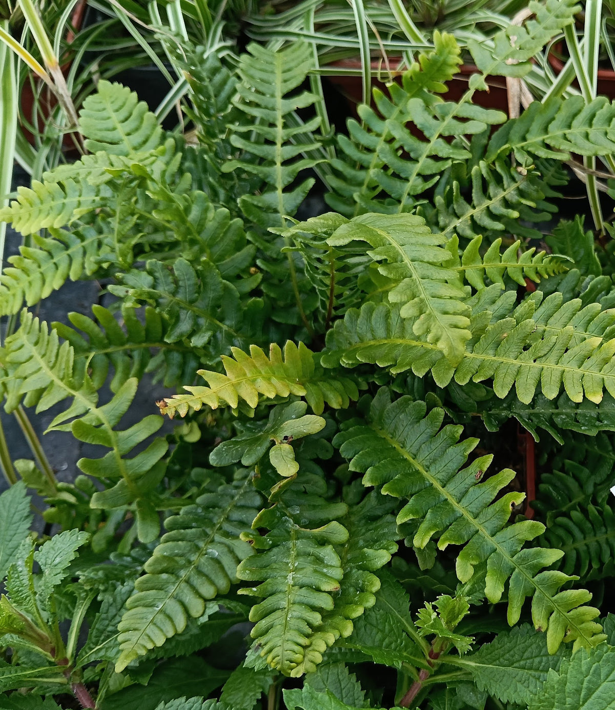 Blechnum spicant - single plant 2L