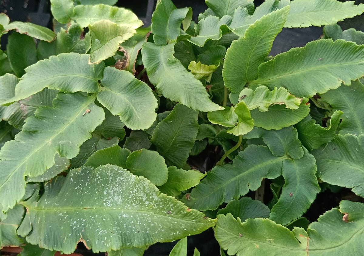 Dryopteris sieboldii