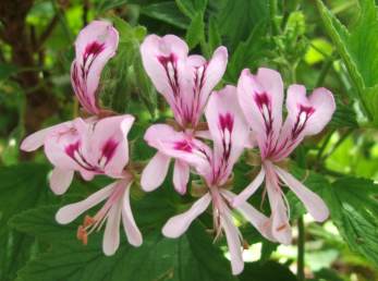 Pelargonium 'Citronella'