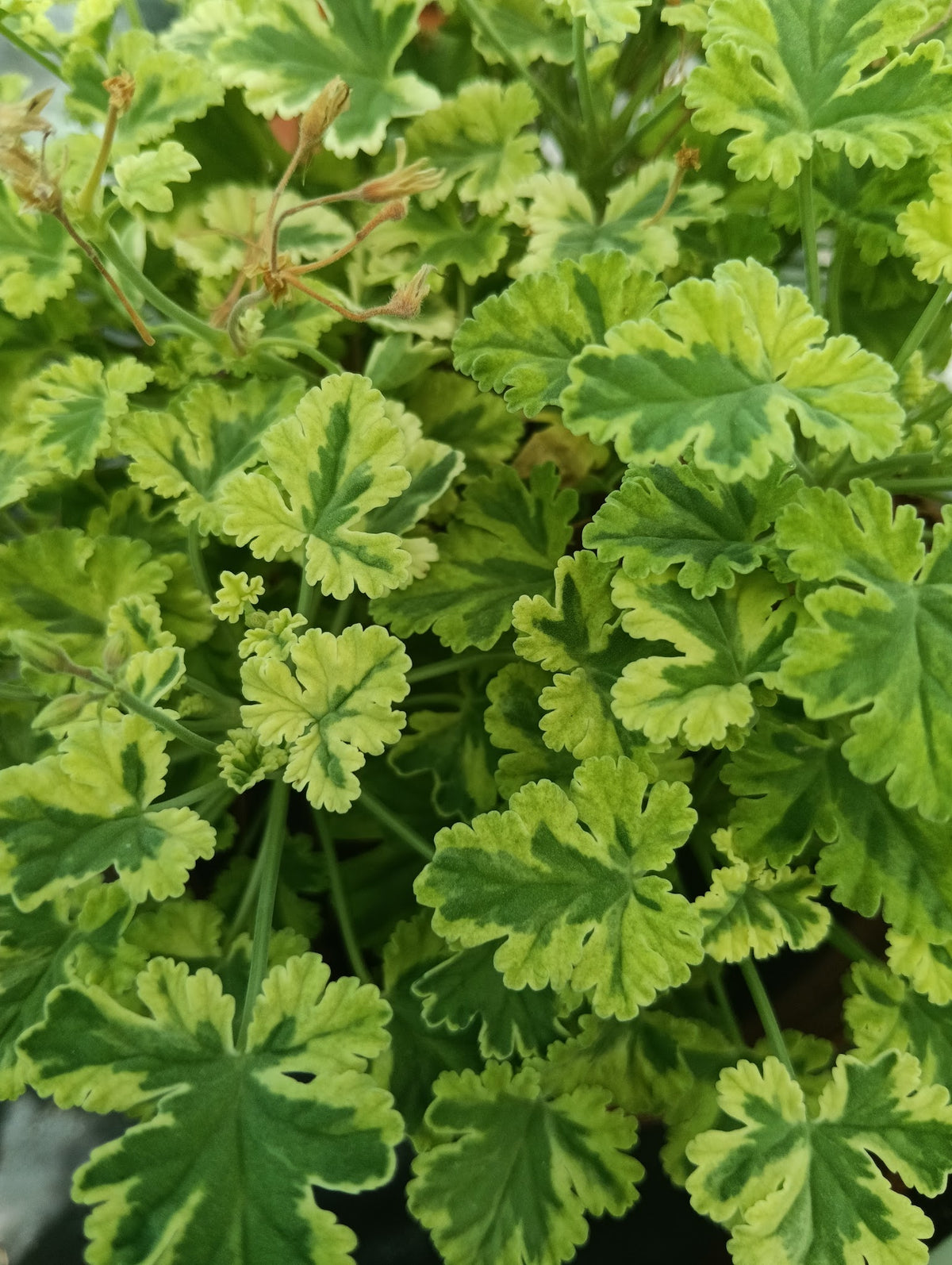 Pelargonium 'Creamy Nutmeg'