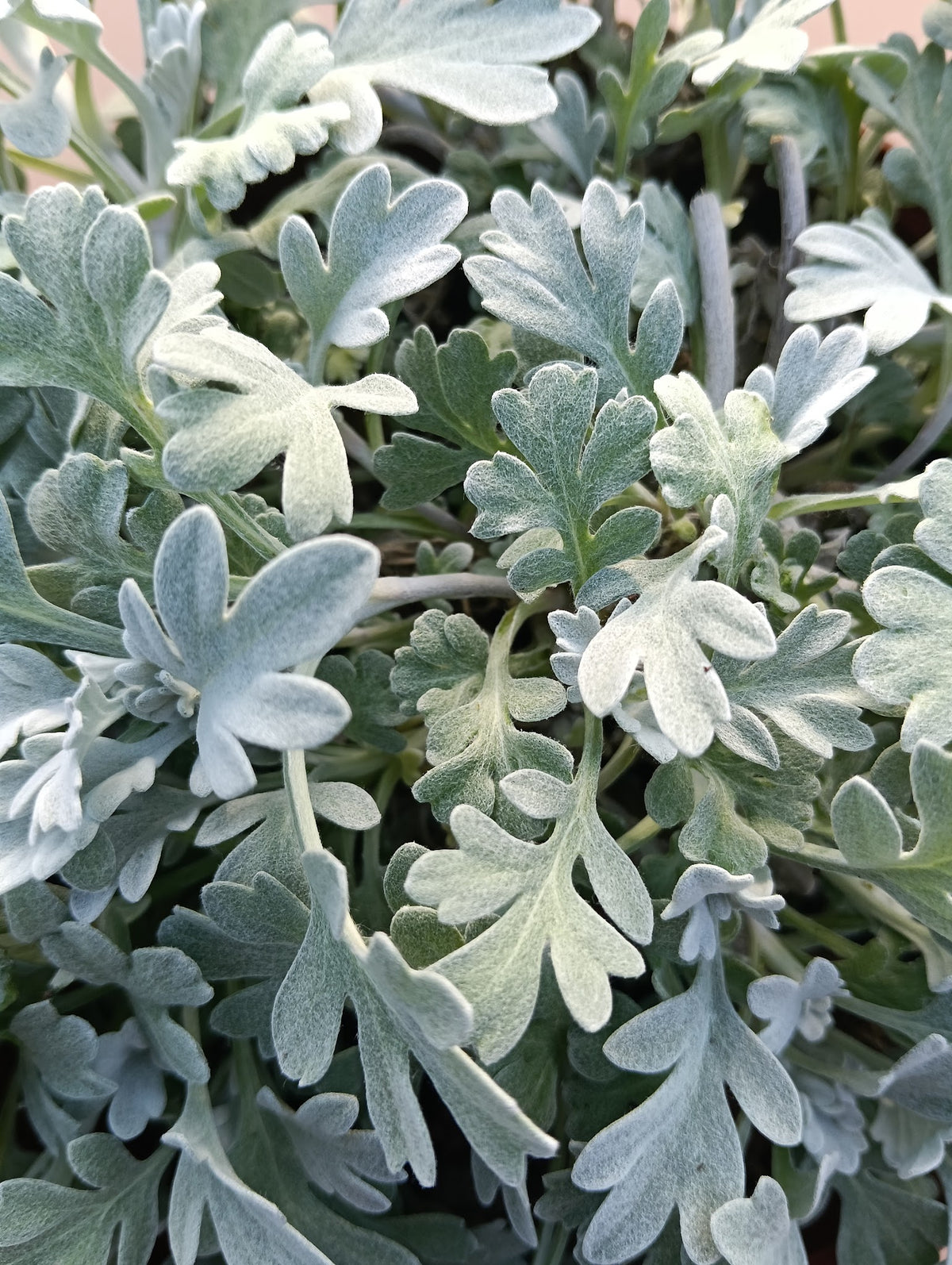 Artemisia 'Mori's Form'