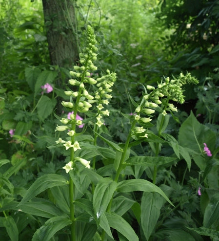 Digitalis lutea