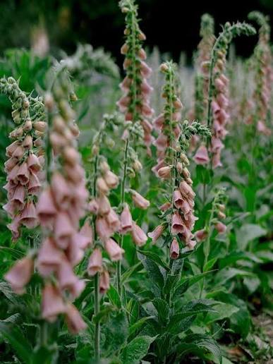 Digitalis parviflora 'Milk Chocolate'