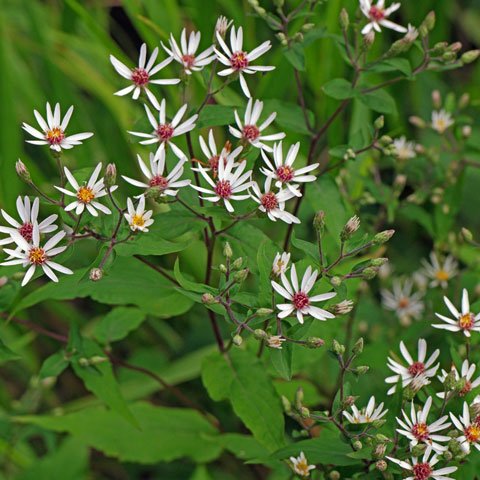 Eurybia divaricatus