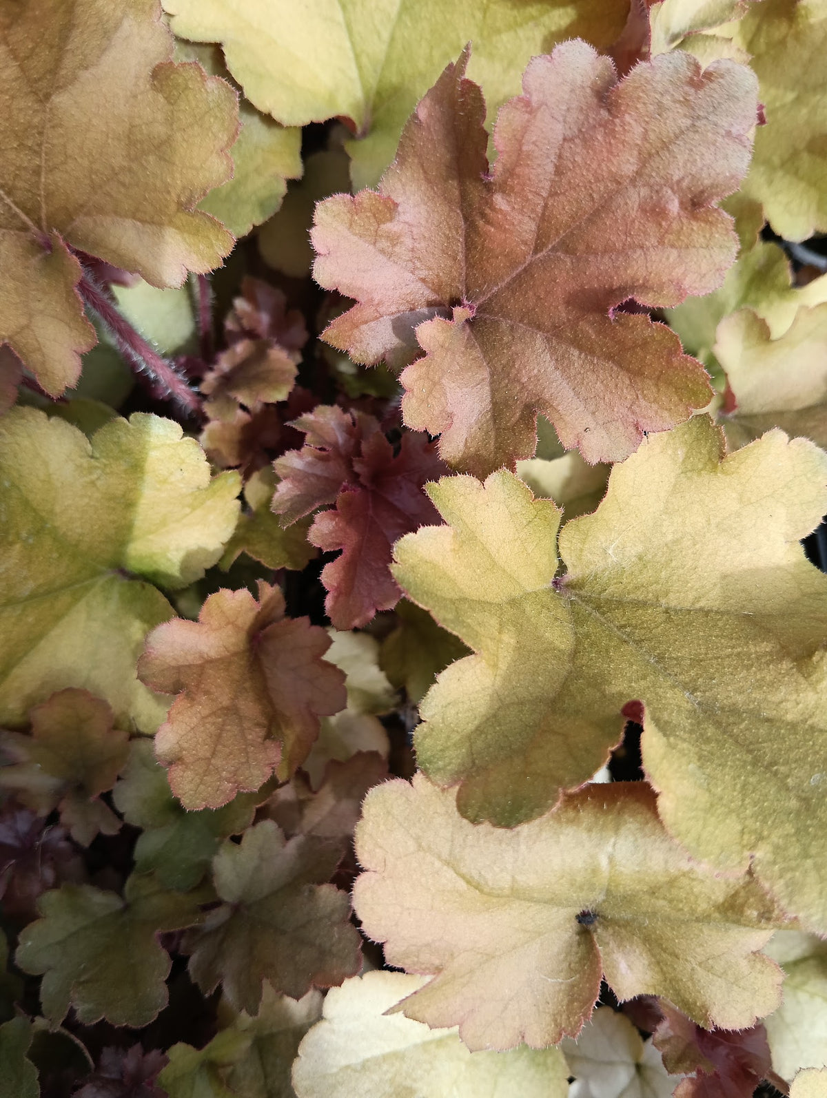 Heuchera 'Marmalade'