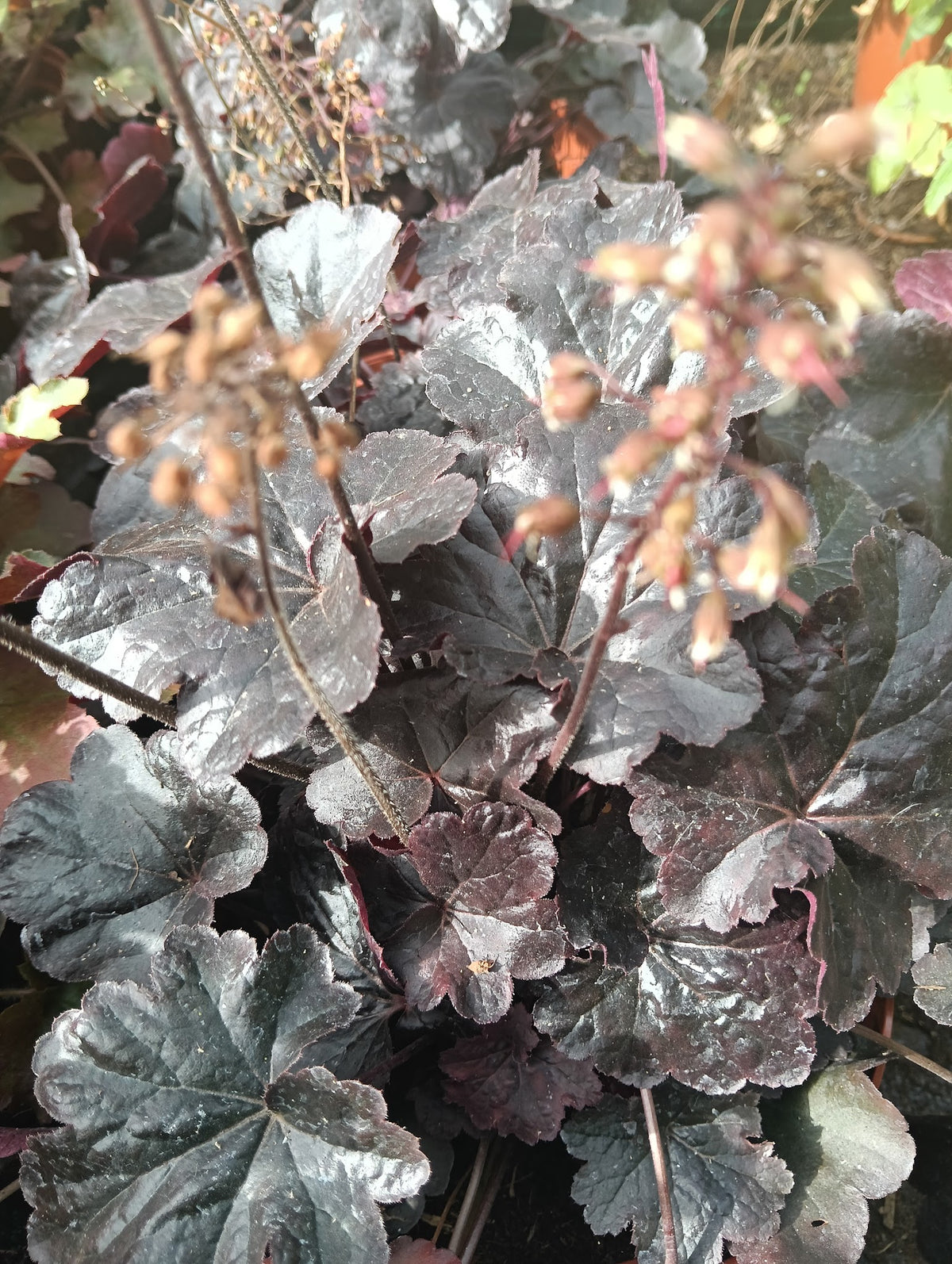 Heuchera 'Obsidian'