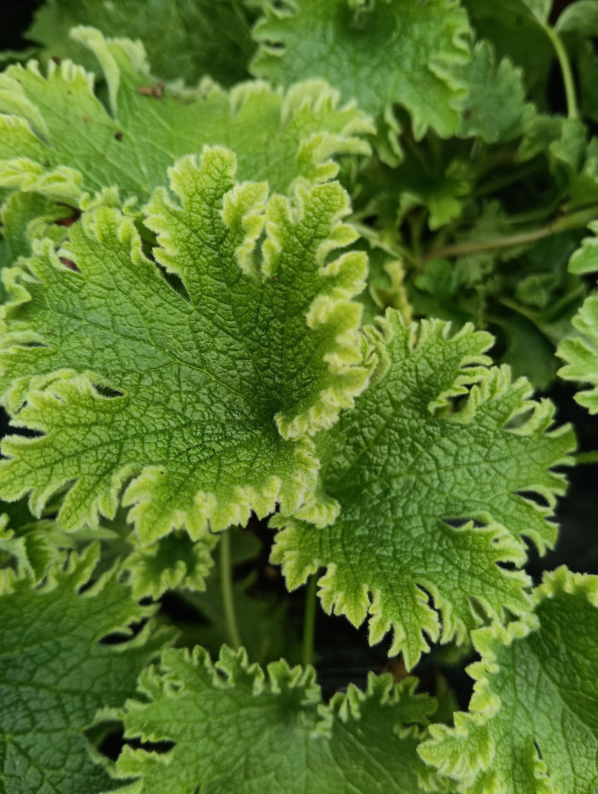 Leonurus cardiaca 'Grobbebol'