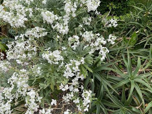 Matthiola perennis 'Alba'