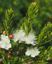 Myrtus communis