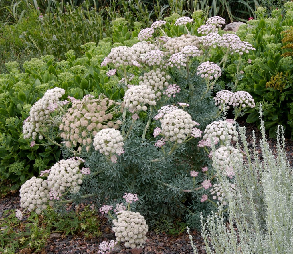 Seseli gummiferum