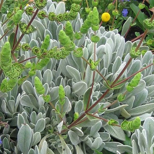 Sideritis cypria