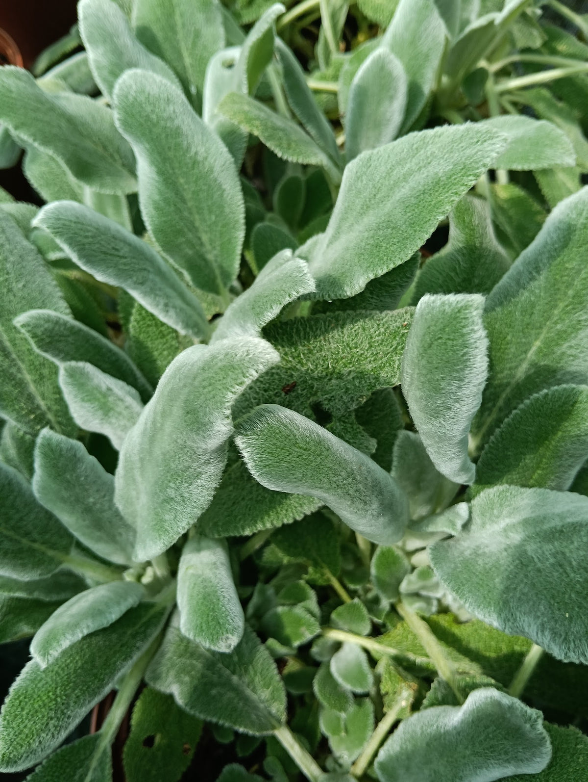 Stachys byzantina 'Silver Carpet'