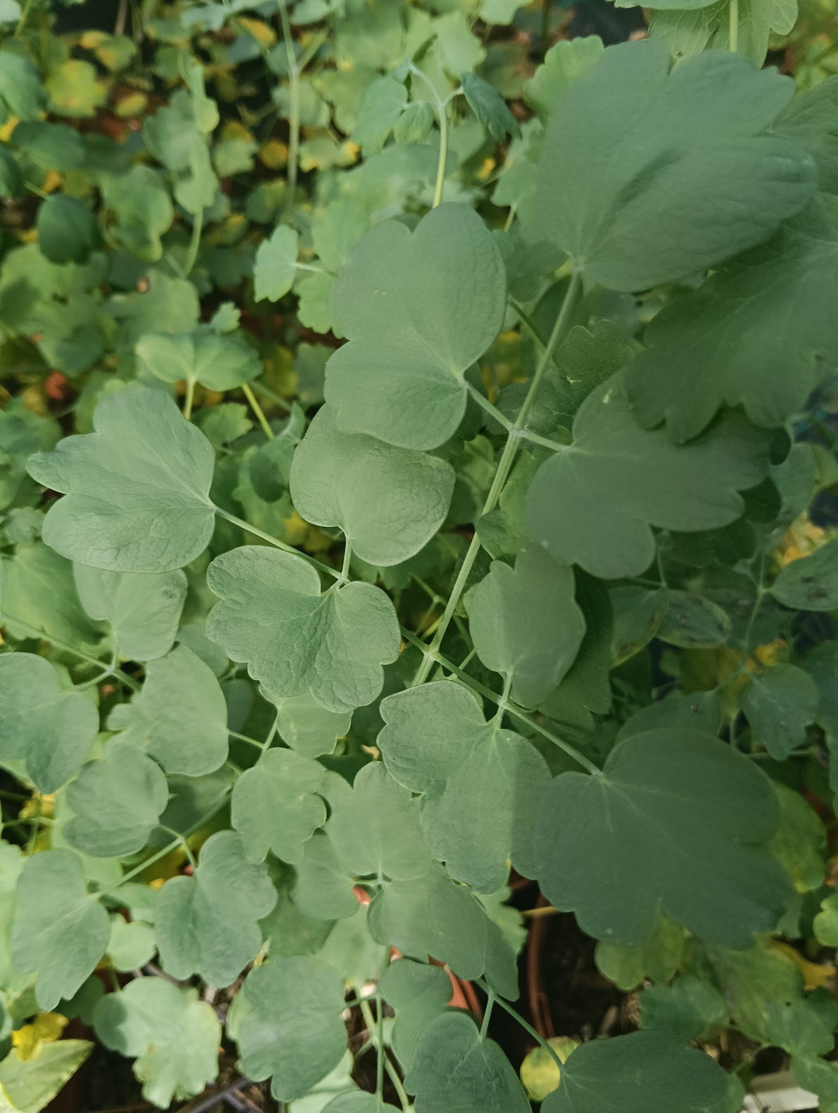 Thalictrum flavum subsp. glaucum