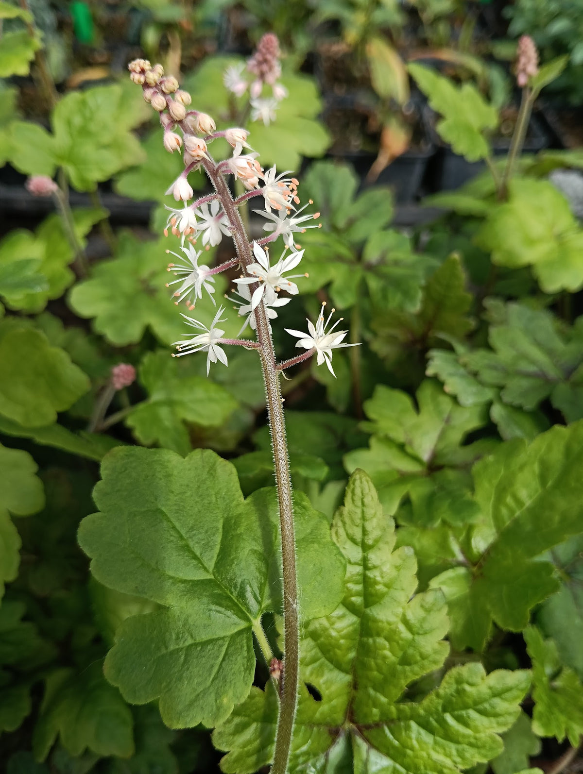 Tiarella 'Iron Butterfly'