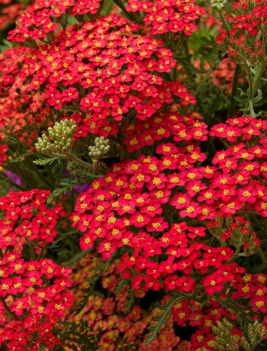 Achillea 'Paprika'