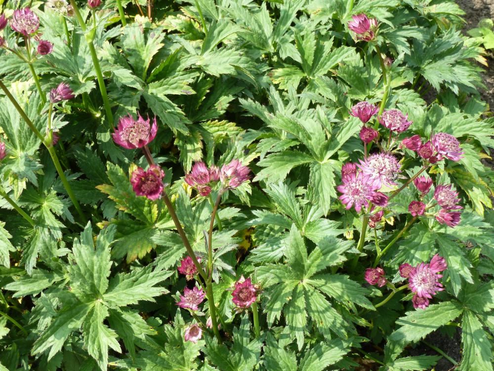 Astrantia major 'Ruby Wedding'