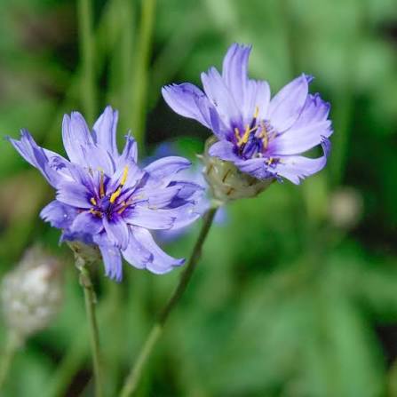 Catananche caerulea