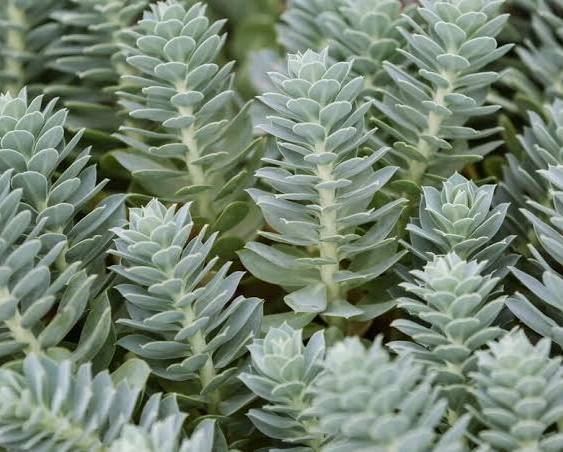 Euphorbia myrsinites