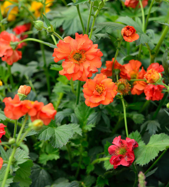 Geum 'Fire Opal'