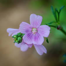 Malva moschata