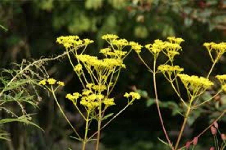 Patrinia scabiosifolia