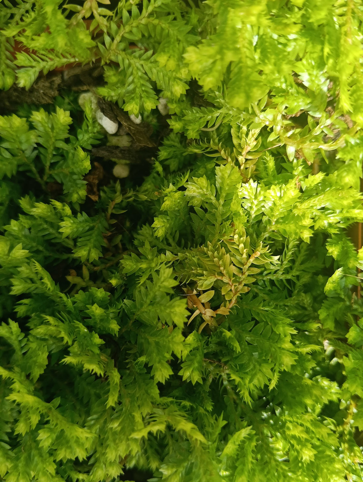 Sagina subulata