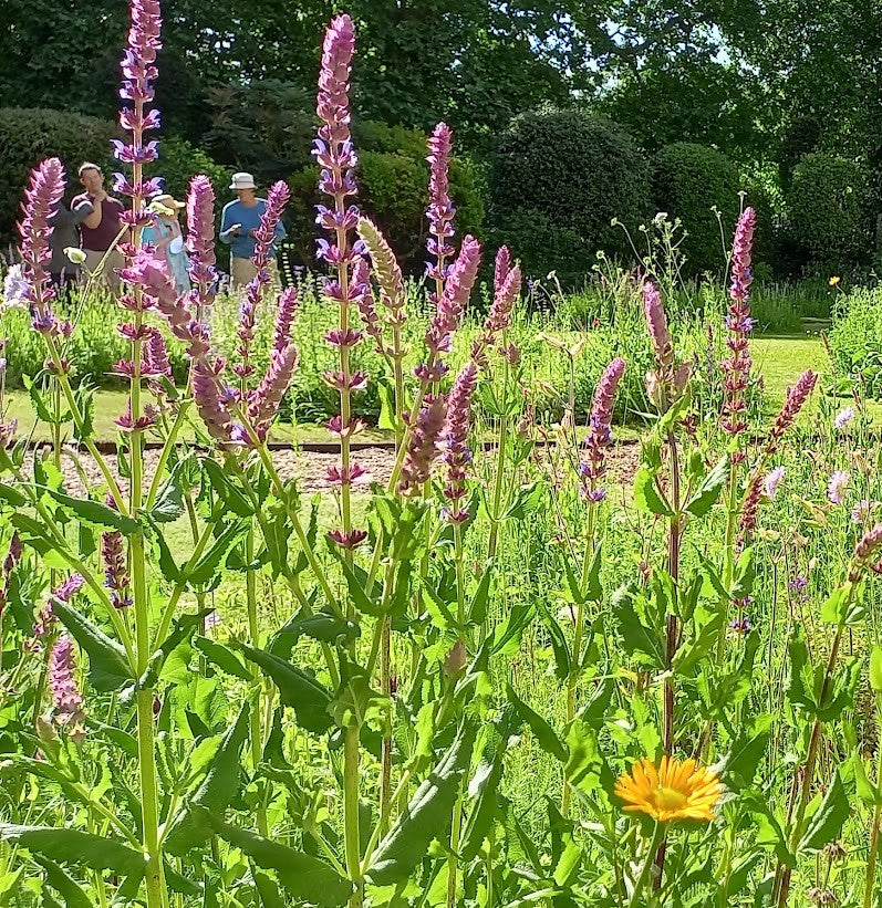 Salvia nemorosa 'Caradonna'