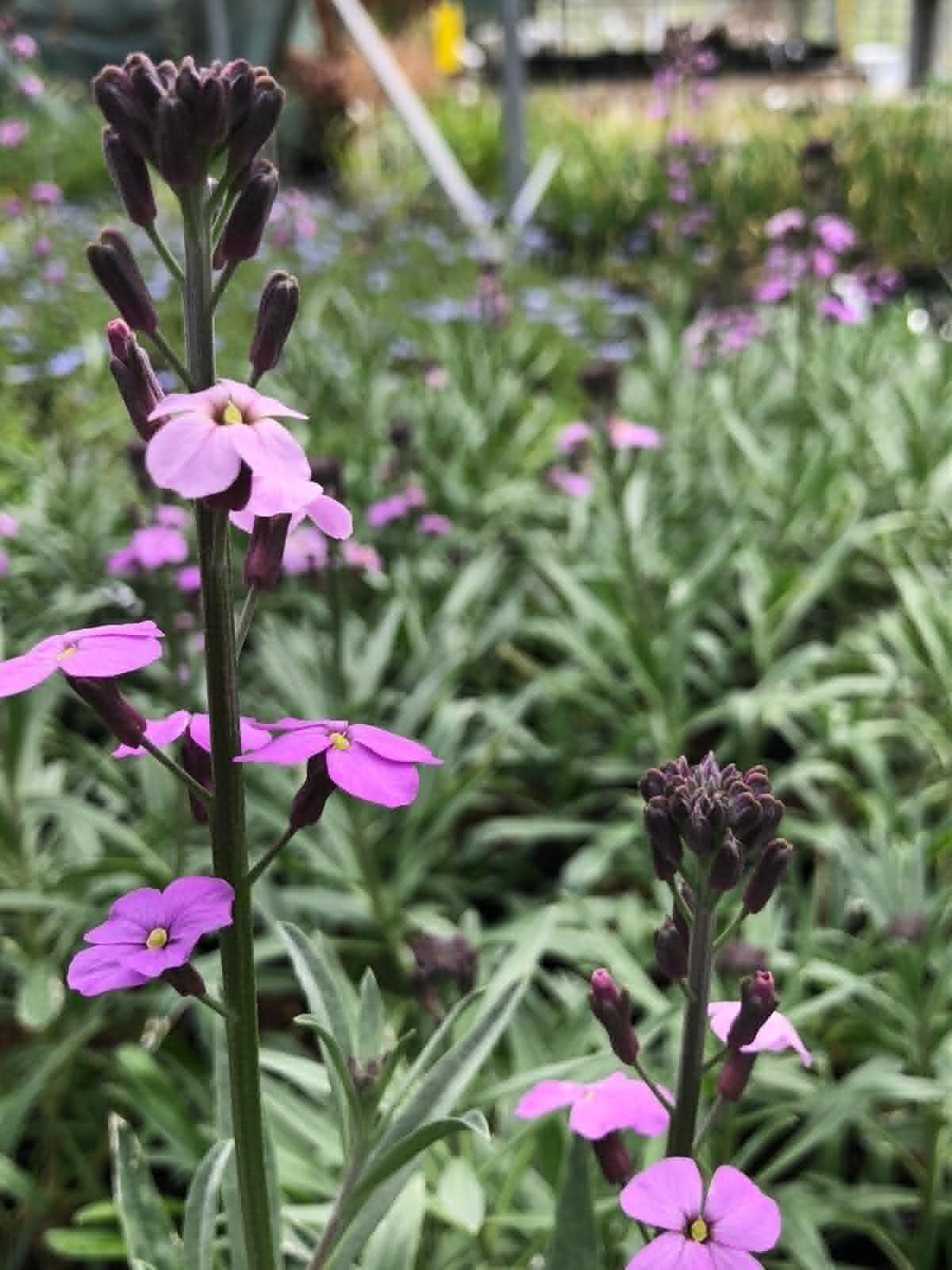 Perennials
