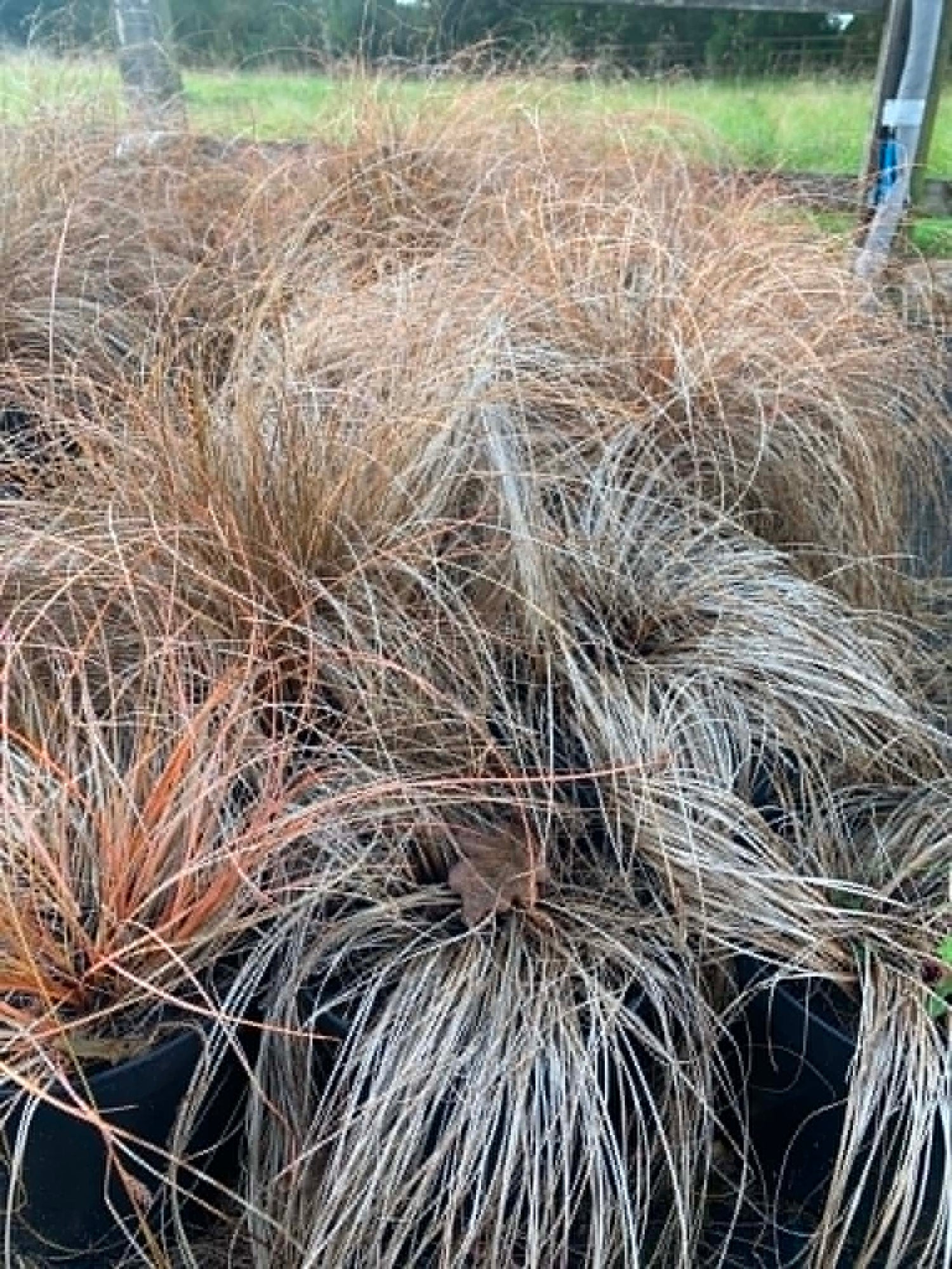 Grasses