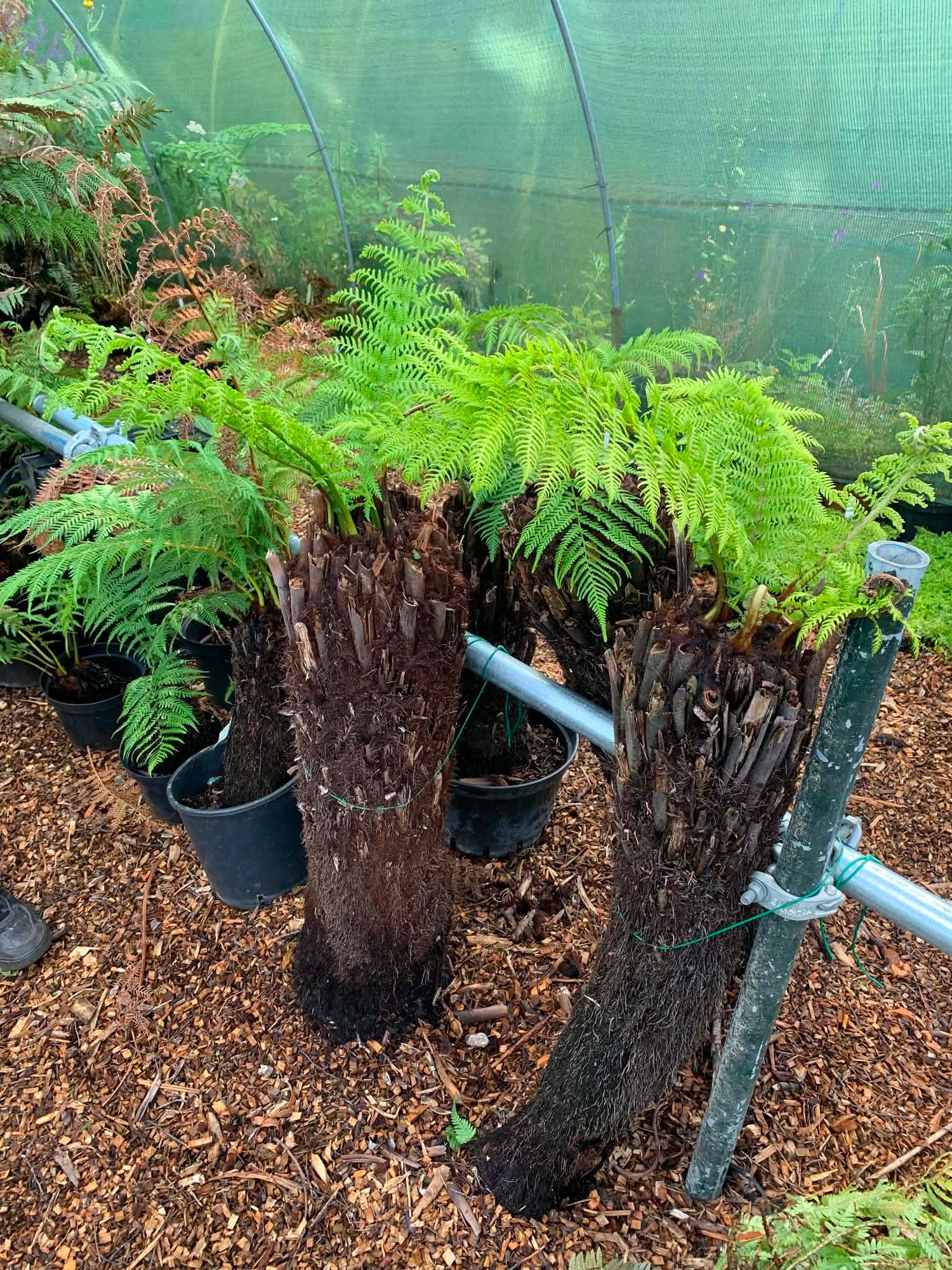Tree Ferns