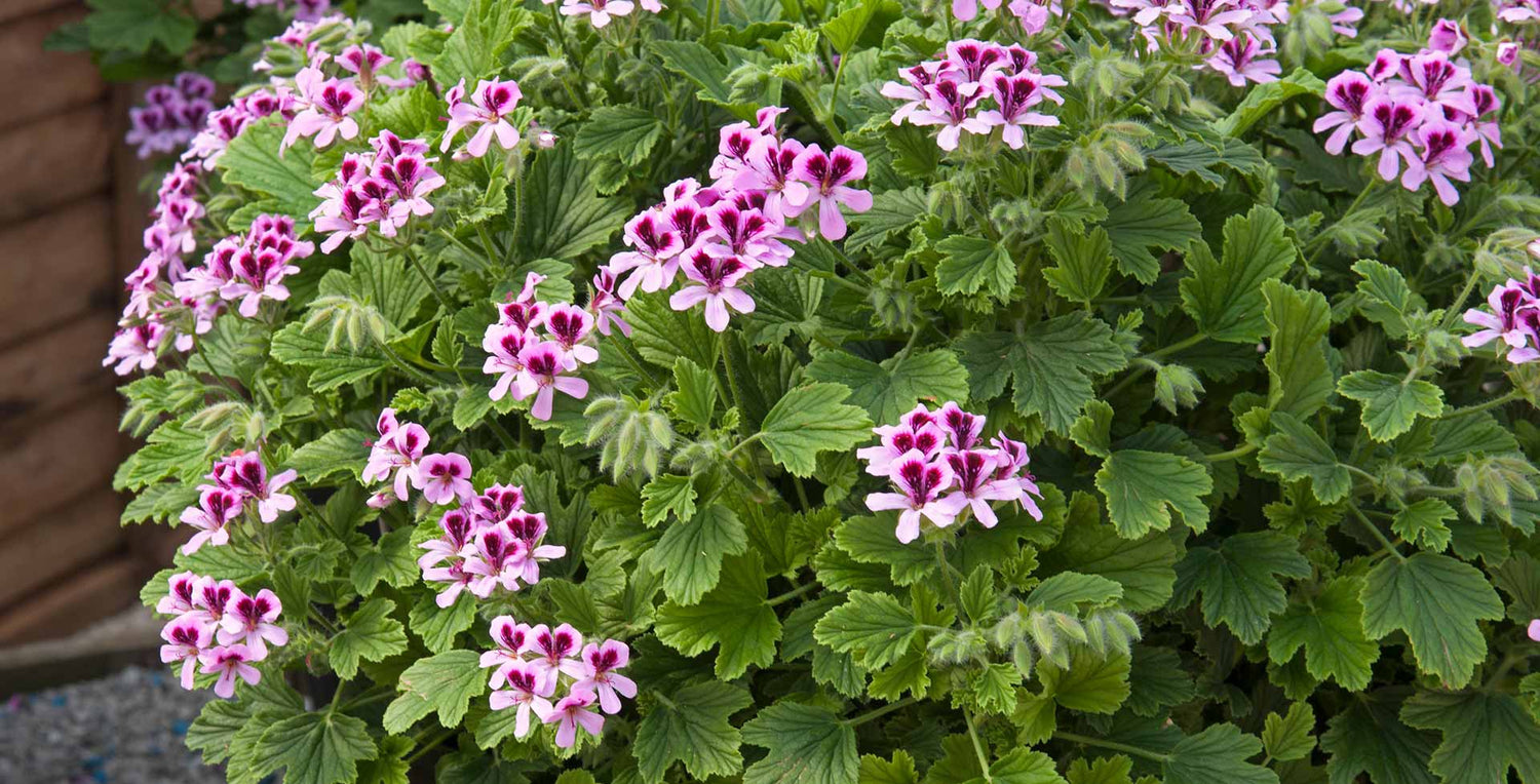 Pelargoniums