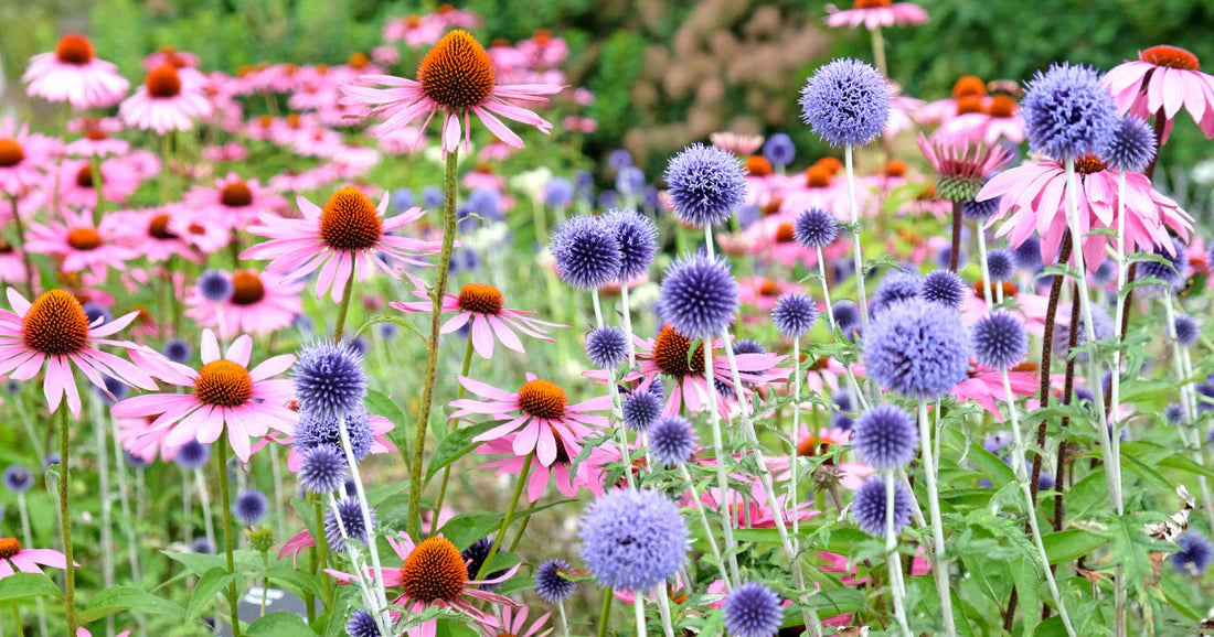 Perennials