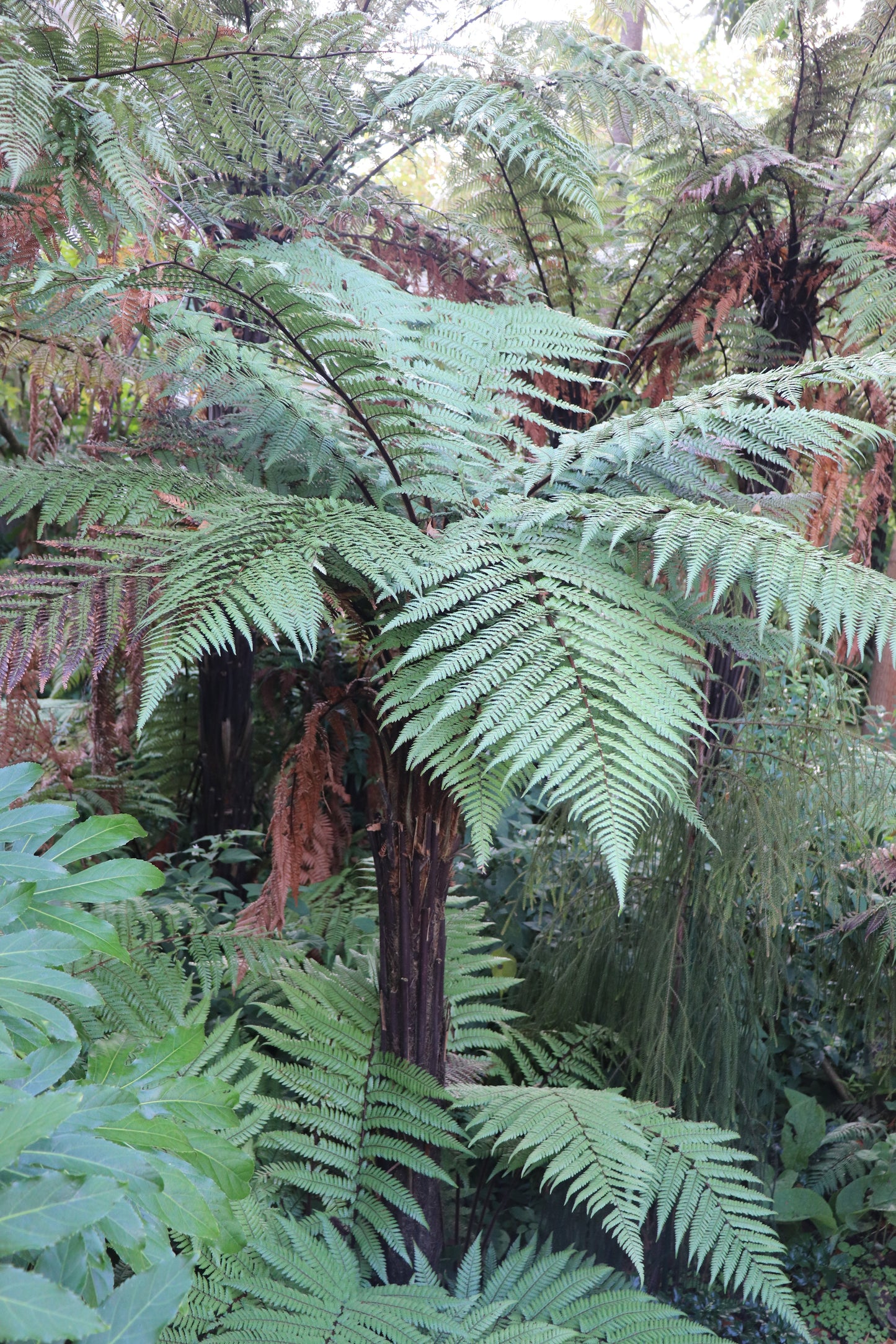 Dicksonia squarrosa wheki tree fern with deep green fronds