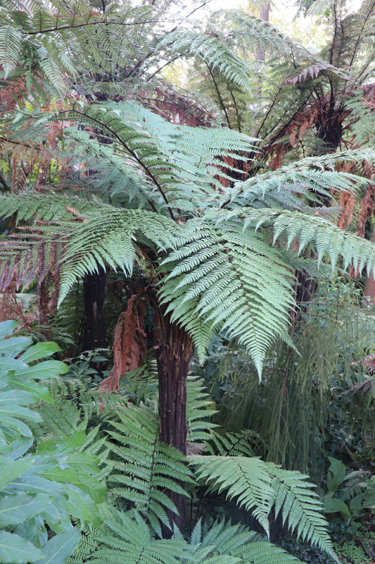 Dicksonia squarrosa wheki tree fern with deep green fronds
