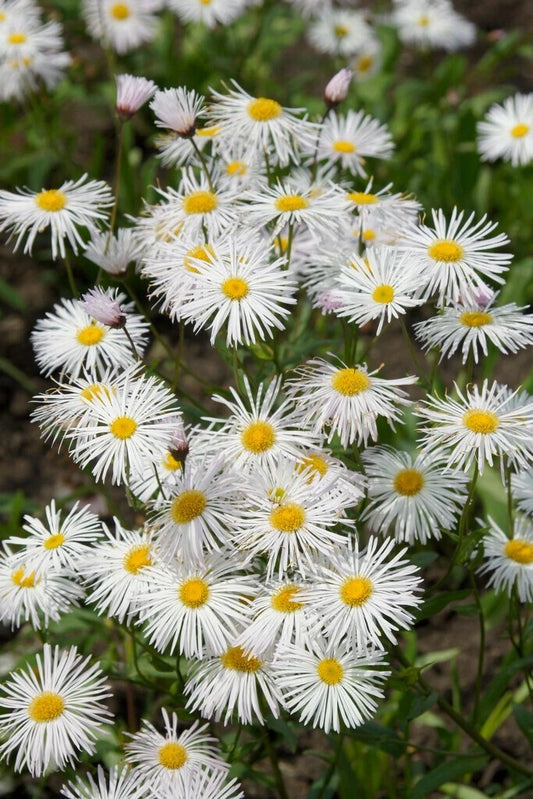 Erigeron ‘Sommerneuschnee’ (3 Pack)