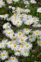 Erigeron ‘Sommerneuschnee’ (3 Pack)