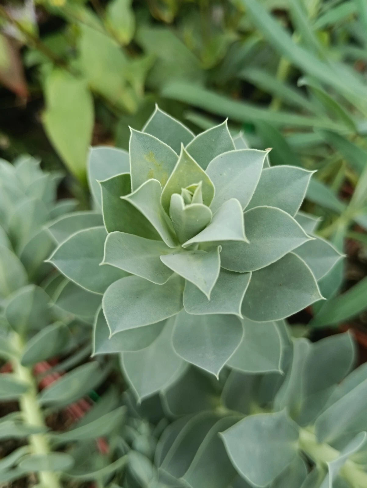 Euphorbia myrsinites (3 Pack)