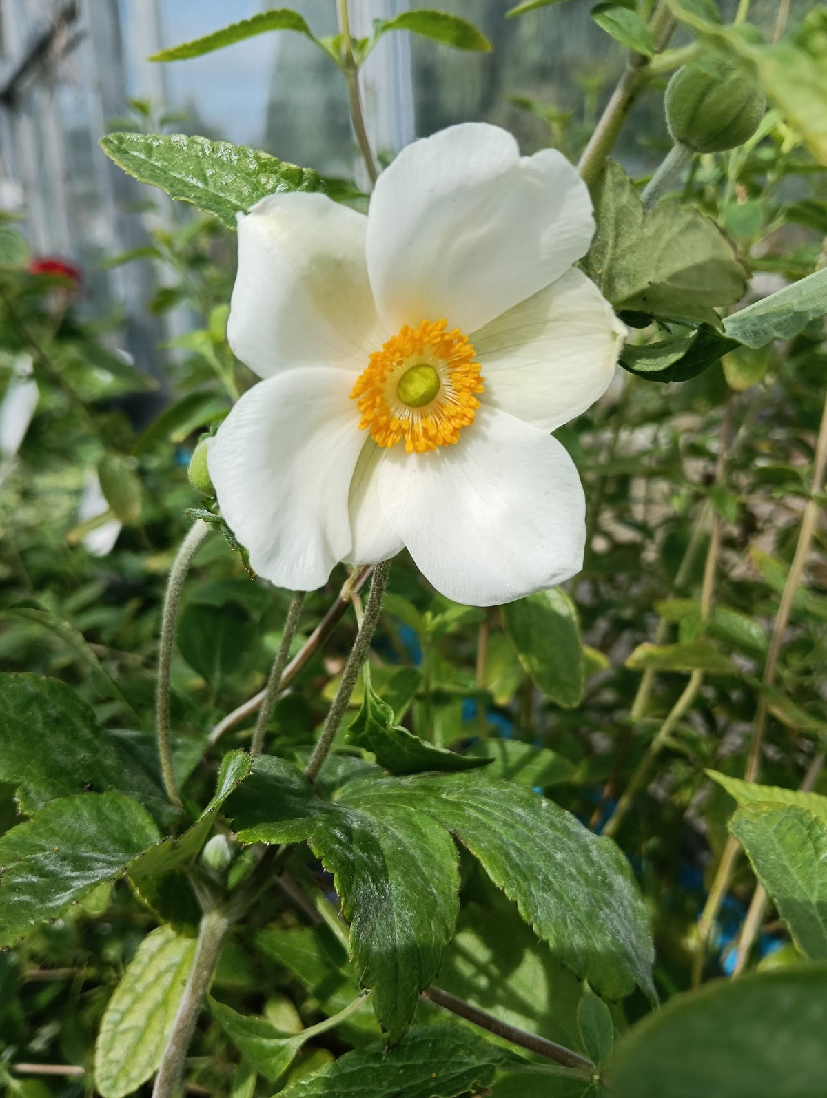 Anemone 'Honore Jobert'