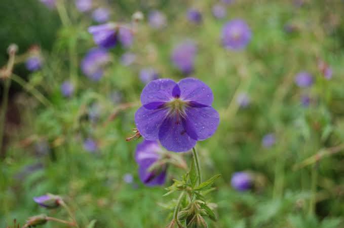 Geranium 'Brookside'