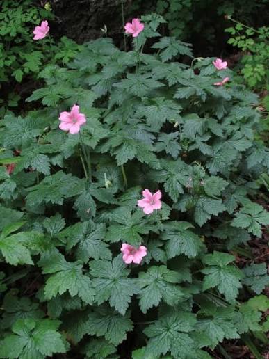 Geranium endressii