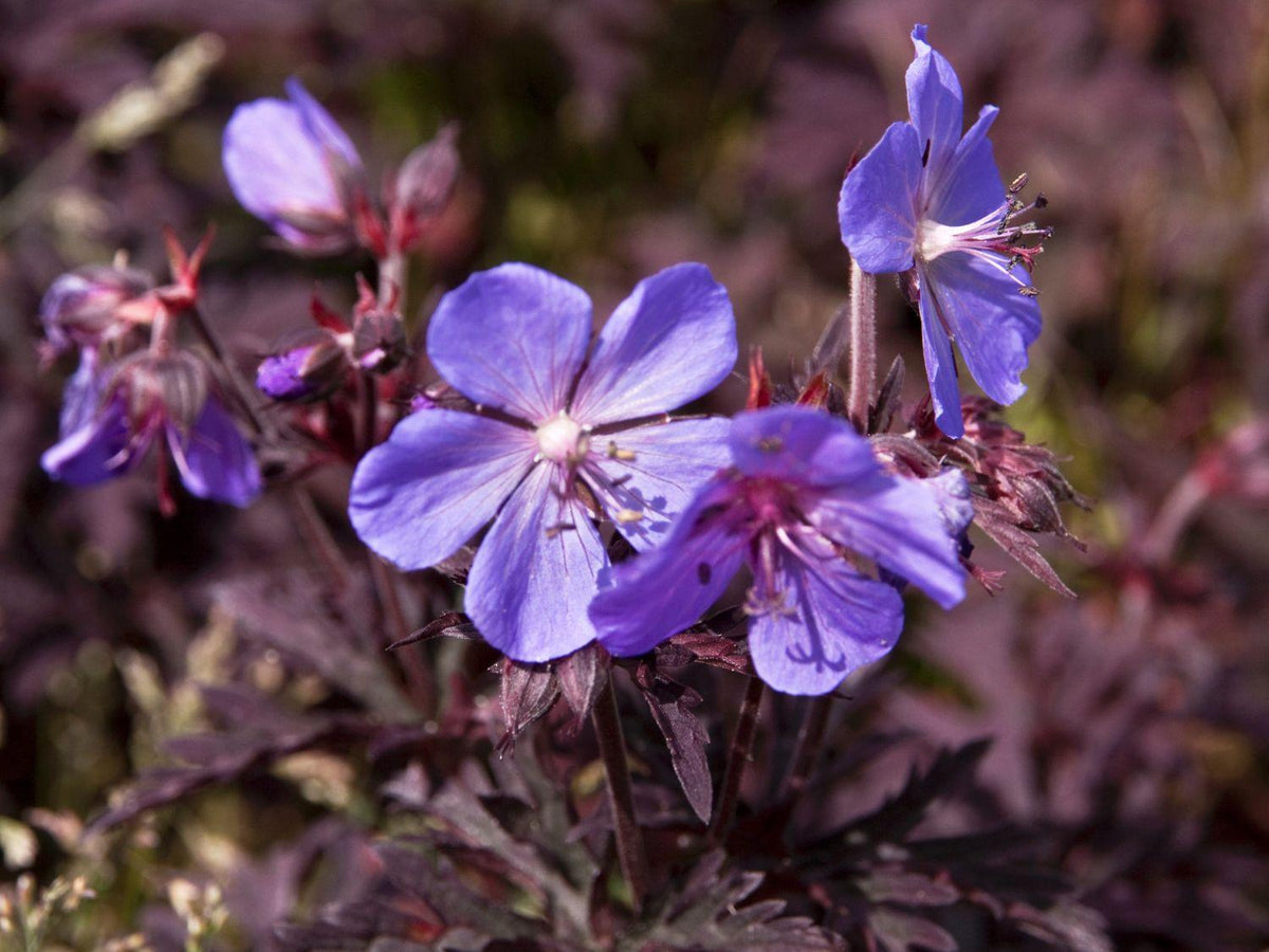 Geranium pratense 'Dark Reiter'