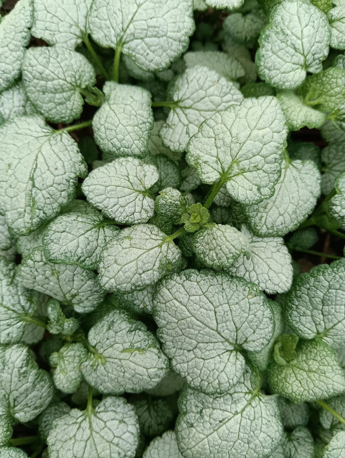 Lamium ‘White Nancy’ (3 Pack)