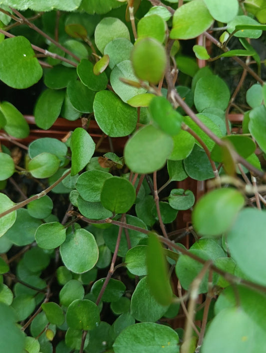Muehlenbeckia Complexa (3 Pack)