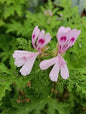 Pelargonium Quercifolium (3 Pack)