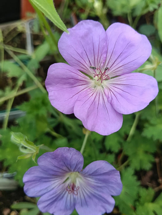 Mixed Perennial 6 Pack