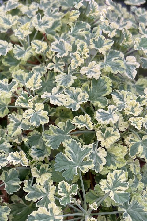 Pelargonium 'Creamy Nutmeg' (3 Pack)