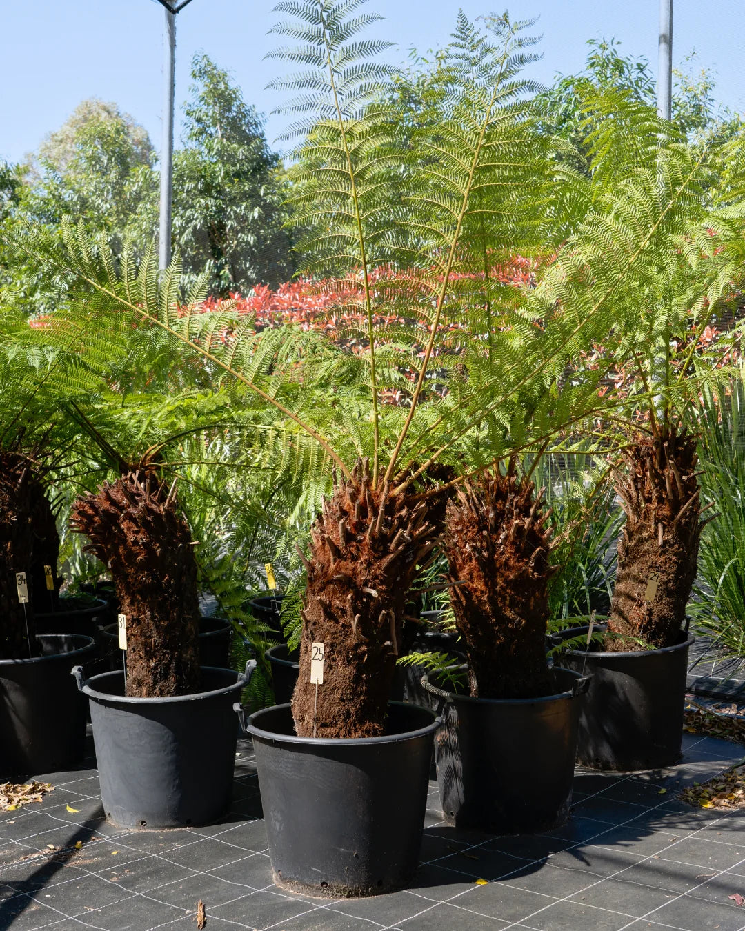 Dicksonia antarctica